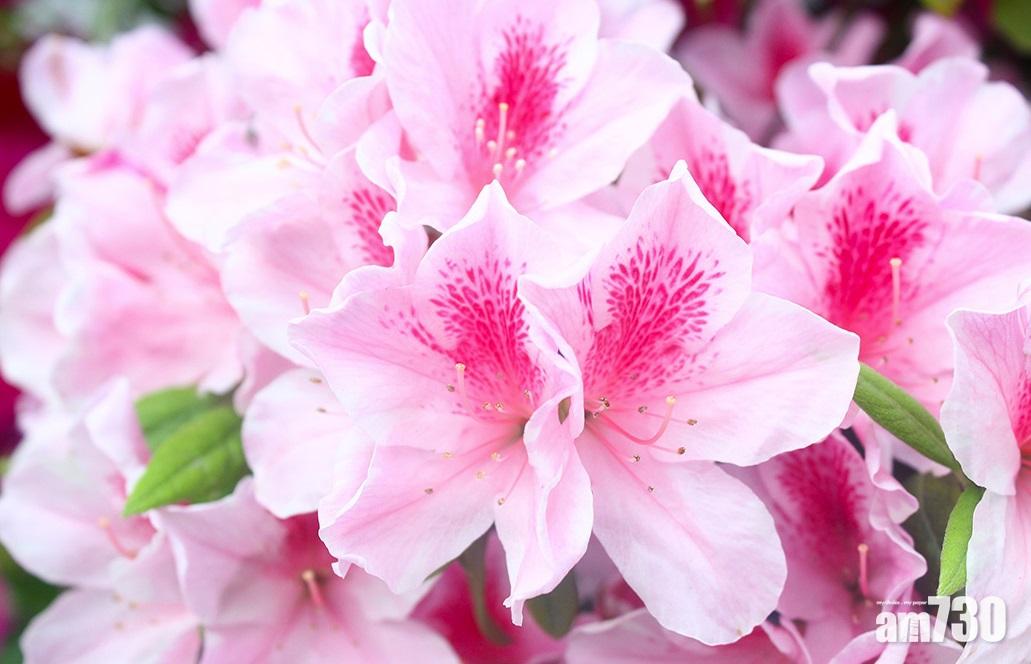 新冠肺炎｜2021年香港花卉展改網上舉行 18區各有主題園圃 (附地址)