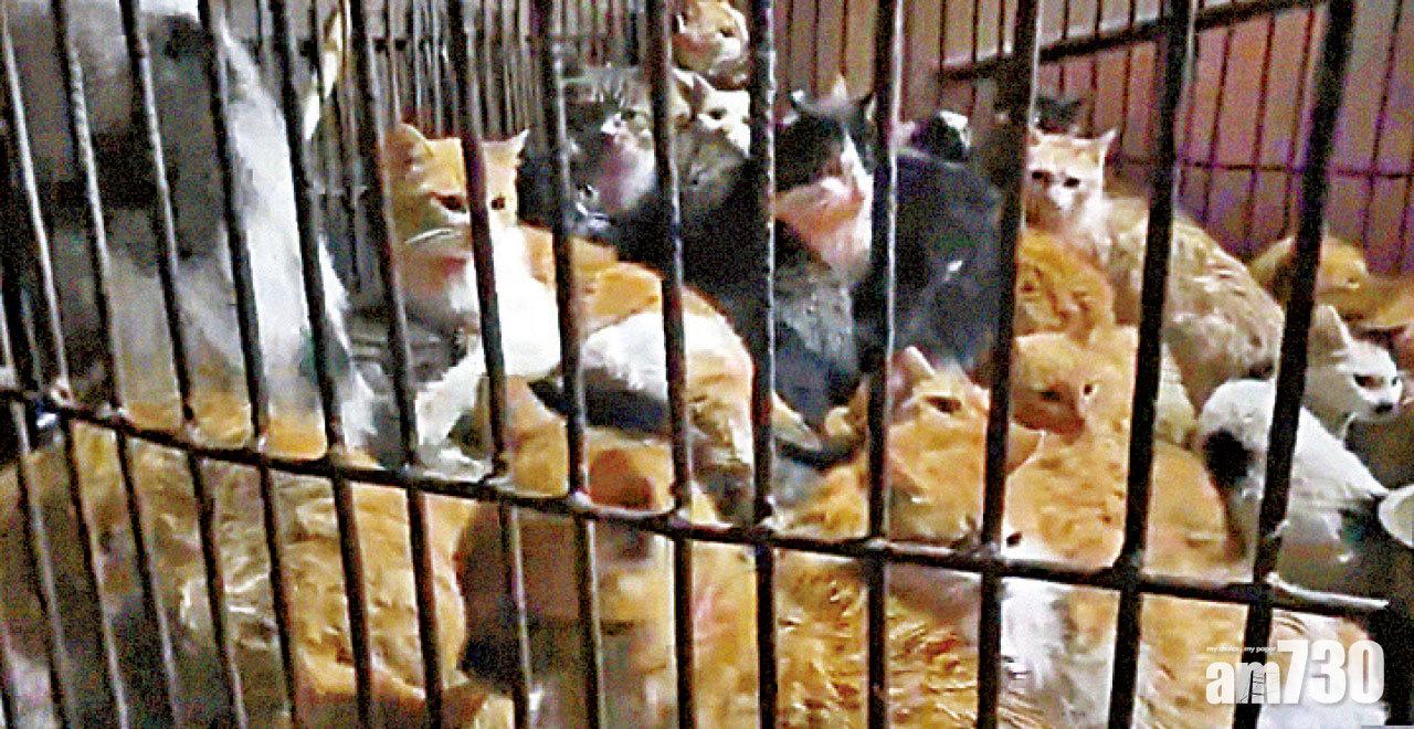 大量貓隻疑被盜至江門宰賣 商販：貓不是吃用來幹甚麼