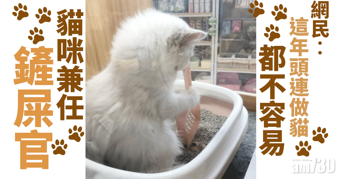 網上熱話｜貓咪兼任鏟屎官    網民︰這年頭連做貓都不容易