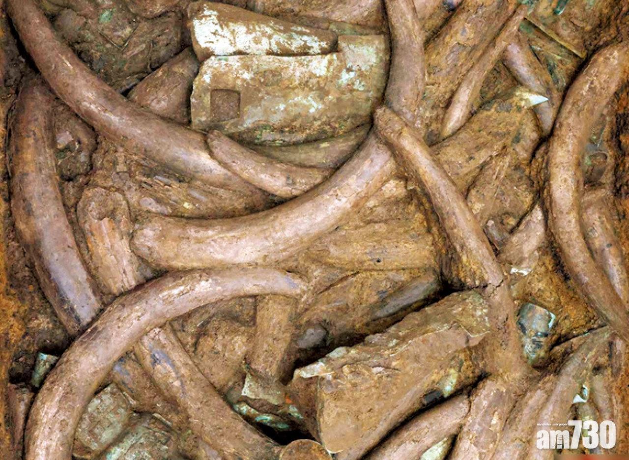 古蜀文化 為祭祀埋藏三千多年 三星堆再發現過百條象牙