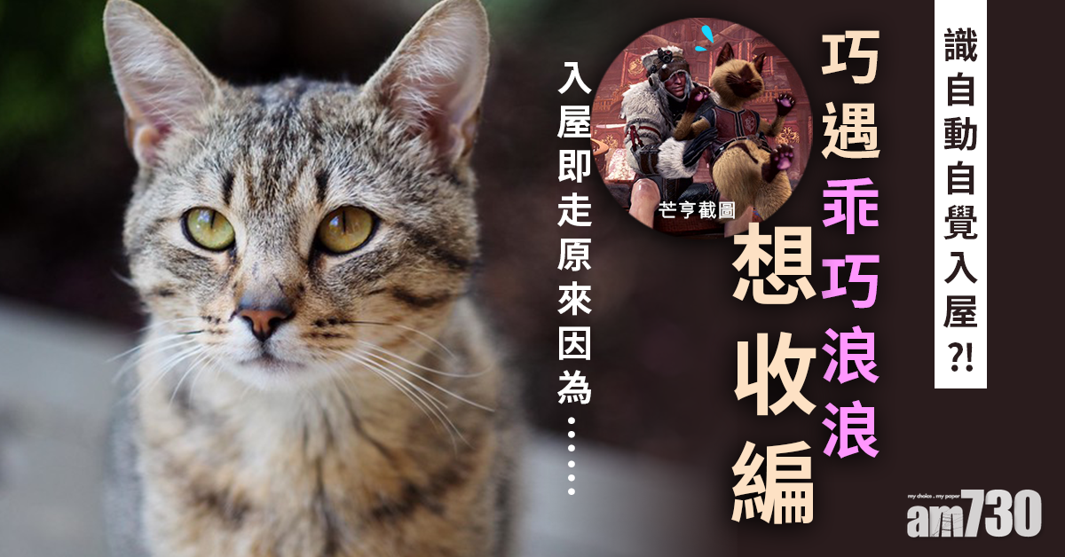 毛孩天地｜巧遇乖巧浪浪想收編　入屋即走原來因為咁？！