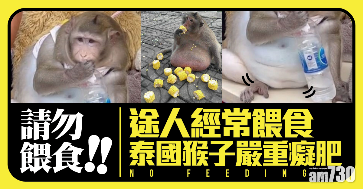 愛你等於害你｜途人常餵食  泰國猴子嚴重癡肥肚腩墜地