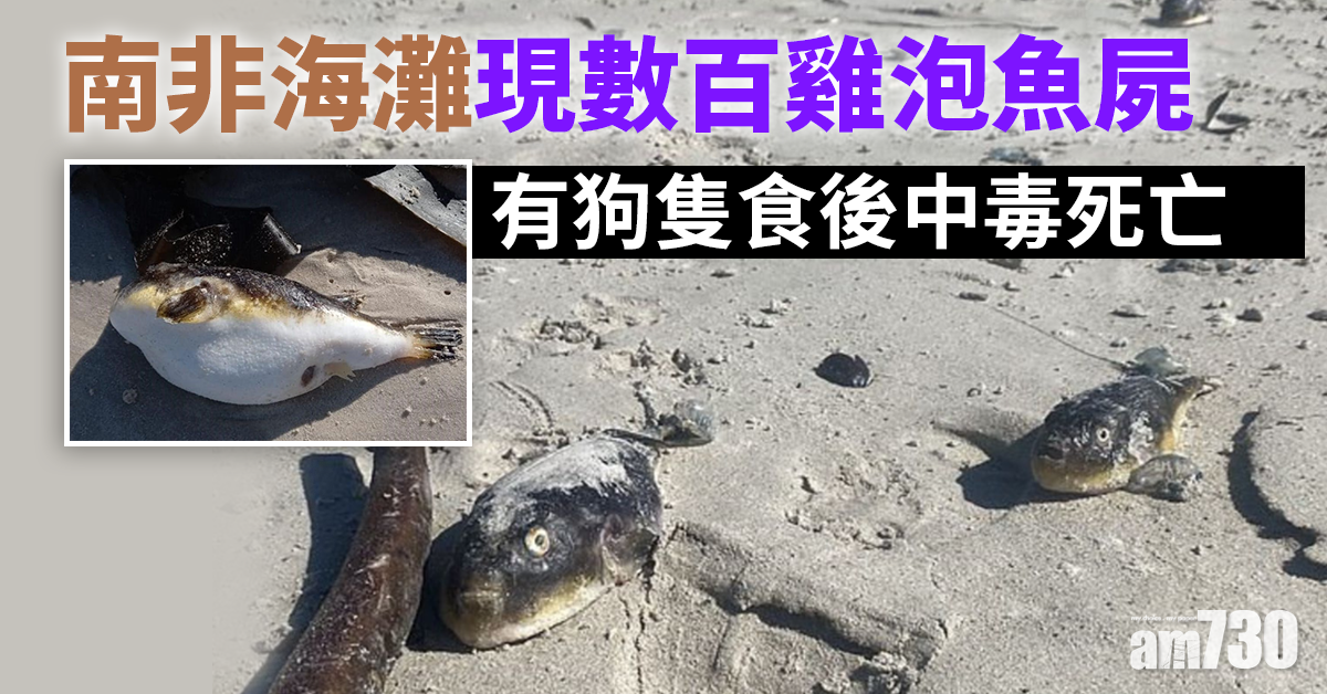 集體擱淺｜海灘現數百雞泡魚屍  有狗食了中毒死亡