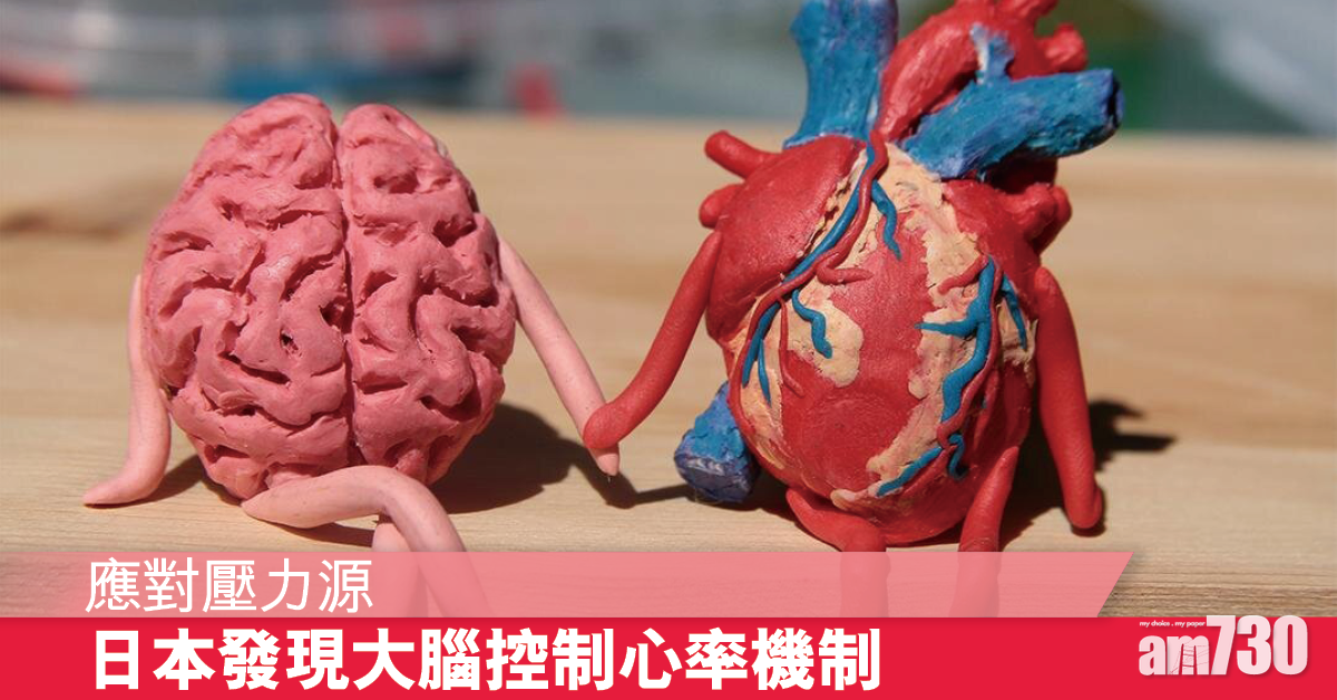 應對壓力丨日本研究發現大腦調節心血管系統機制