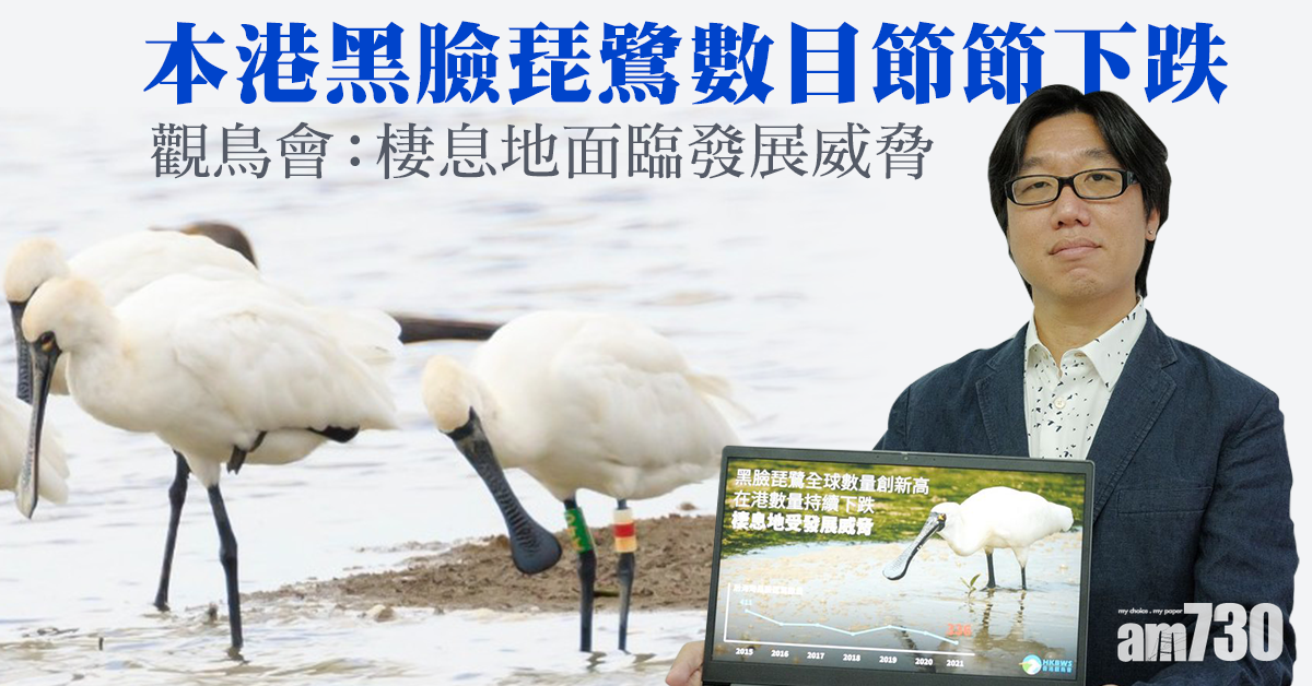 黑臉琵鷺全球數量破5,000大關 觀鳥會：本港持續下跌憂棲息地受威脅