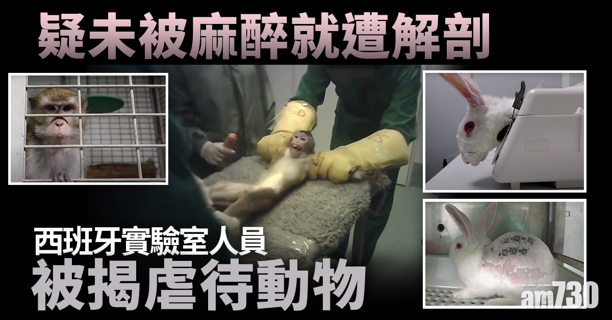 虐待動物｜西班牙實驗室人員被揭剪甩老鼠頭 未麻醉從鼠眼抽血