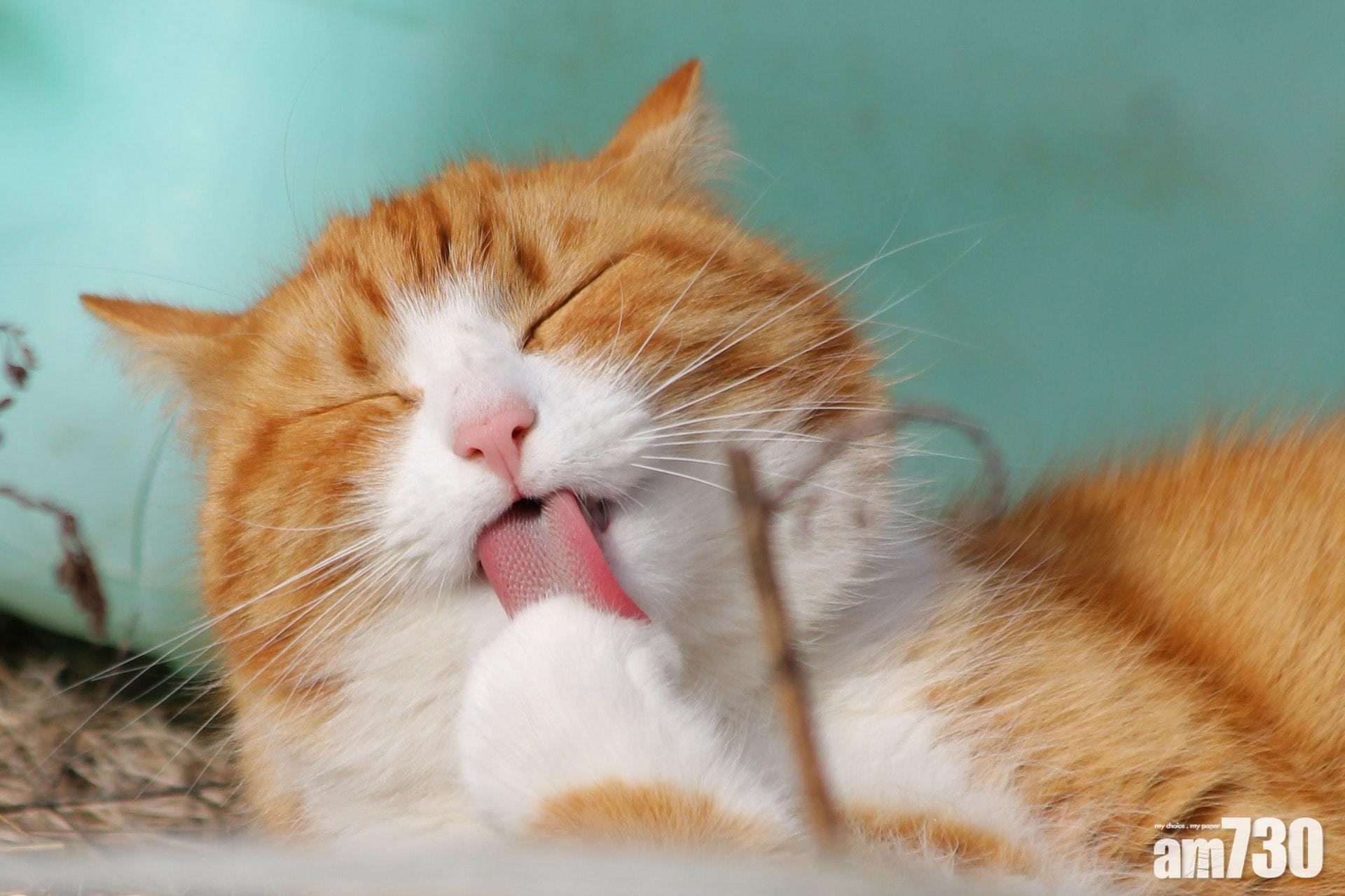 毛孩天地｜疑捕獵流浪貓欲拆鷹巢　網民：愛貓都唔好打亂大自然規則