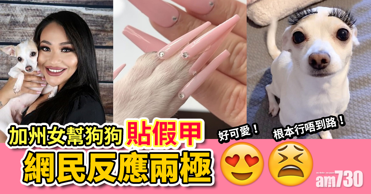網上熱話｜加州女幫芝娃娃貼潮爆假甲 網民怒斥虐待：狗狗根本行唔到