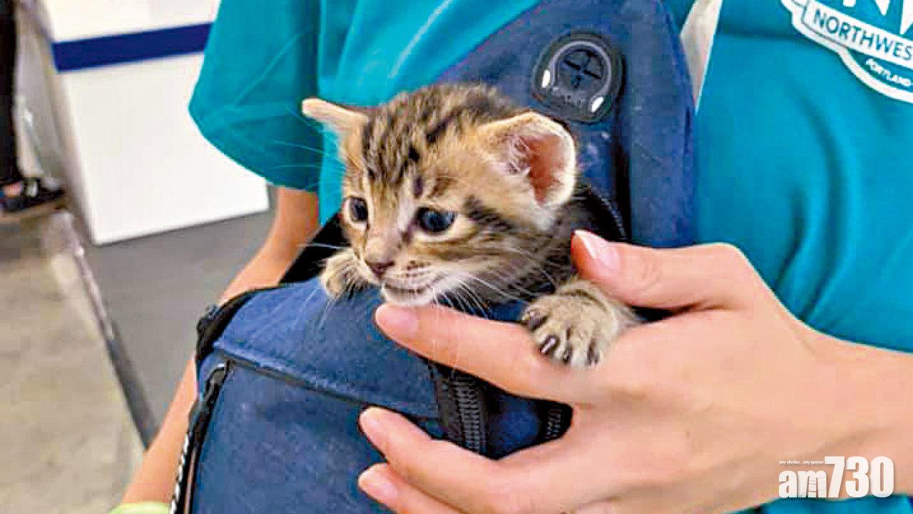 寵物節 柴犬疑咬死5周大貓B 貓主斥狗主不顧而去