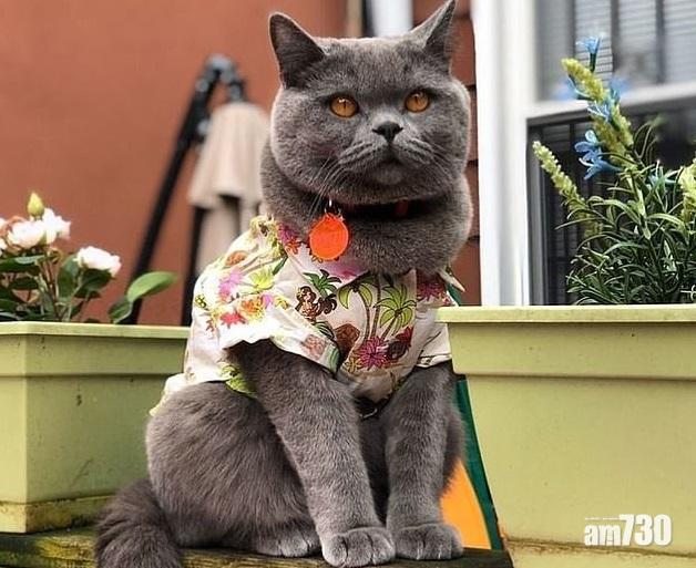 冷血｜IG明星貓咪與主人公園散步   遭男童扯脫爪子拋上天空心臟病發亡