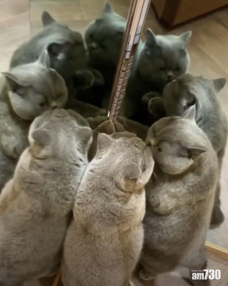 網上熱話｜貓咪站鏡前現有趣畫面  網民︰貓、全部都是貓！