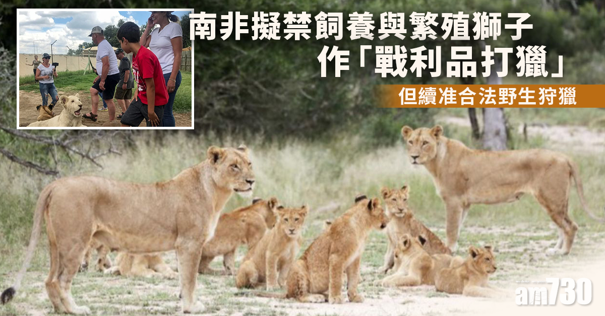 南非擬禁飼養與繁殖獅子作「戰利品打獵」 但續准合法野生狩獵
