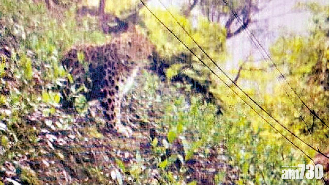 3未成年金錢豹逃脫 杭州動物園隱瞞最少一周