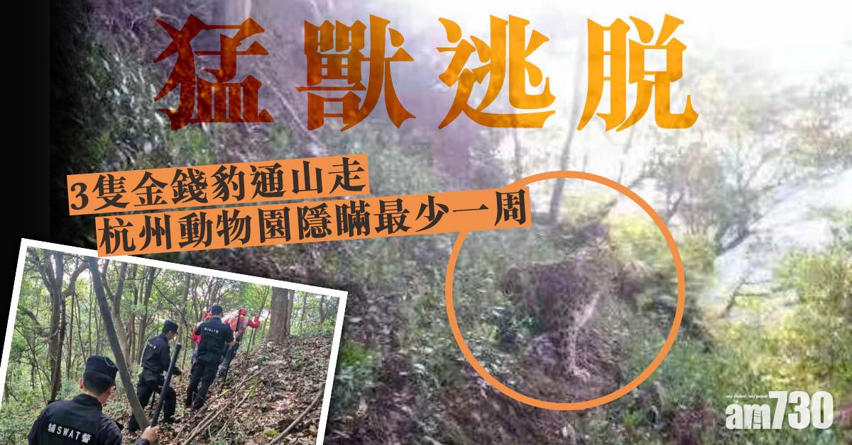 猛獸逃脫｜3隻金錢豹通山走 杭州動物園隱瞞最少一周