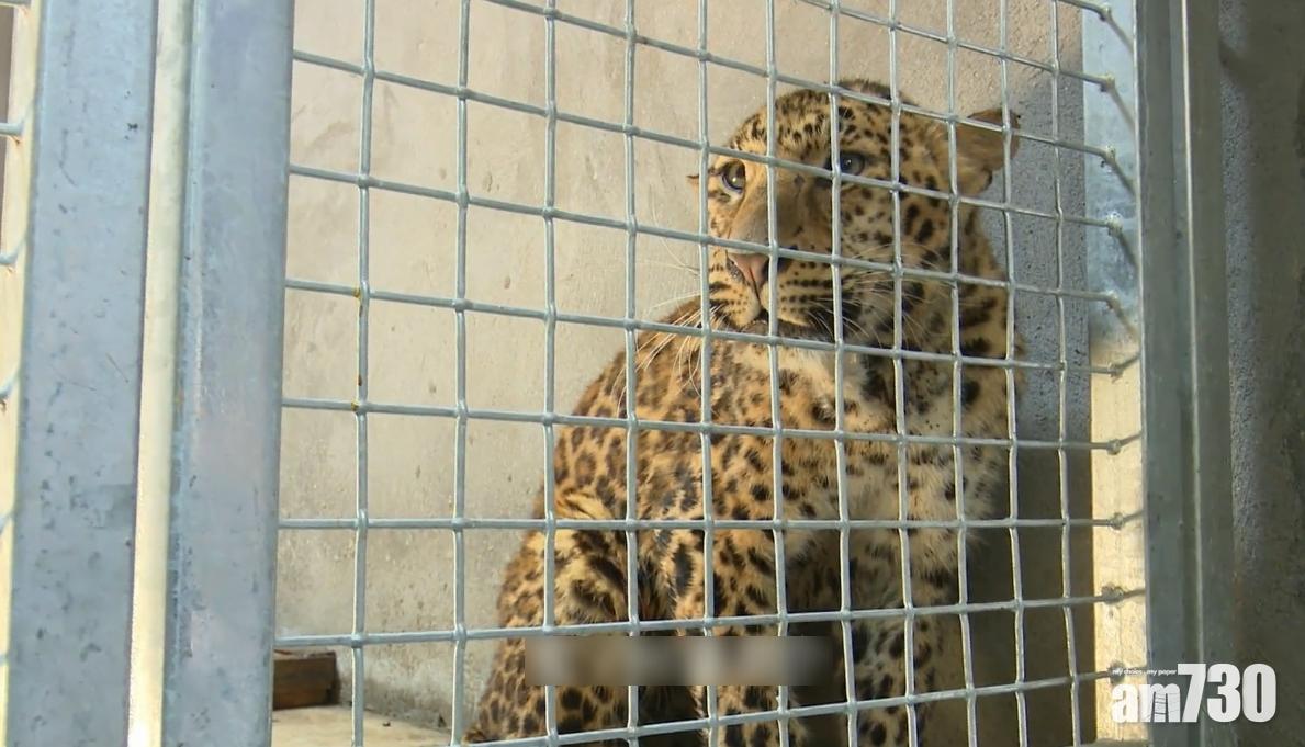 猛獸逃脫｜3金錢豹上月中已走甩 在逃1隻用90隻雞誘捕