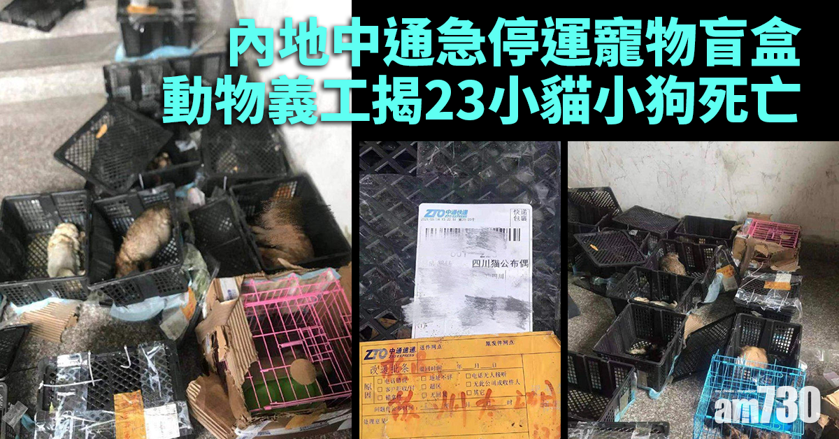 寵物盲盒｜中通急停運任動物自生自滅 23小貓小狗死亡