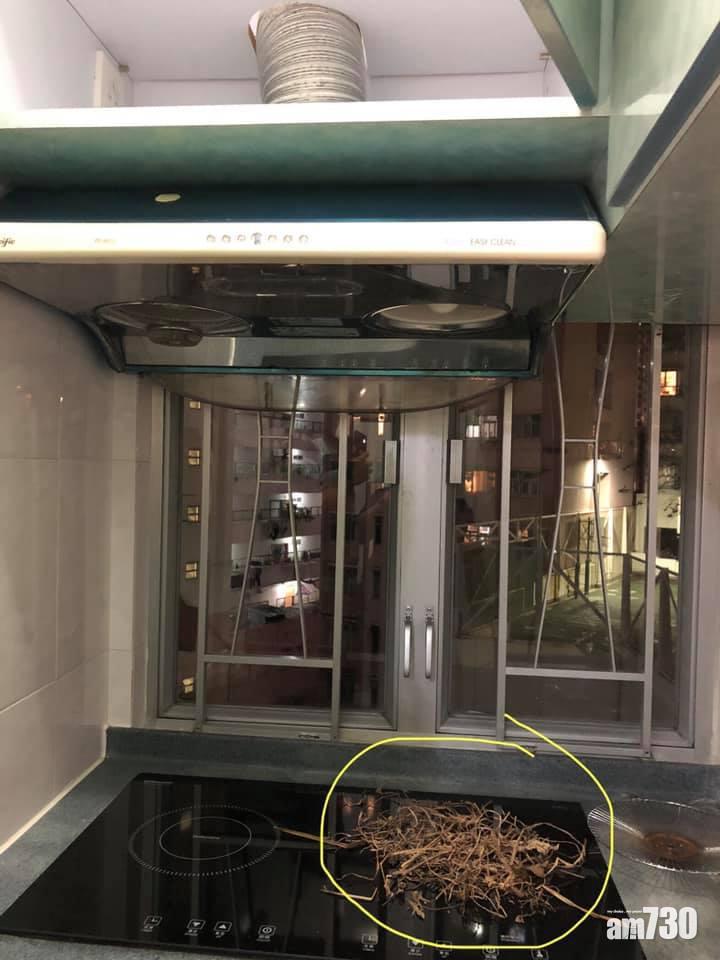 網上熱話｜抽油煙機驚現大量乾草　網民笑指：風水好先會咁