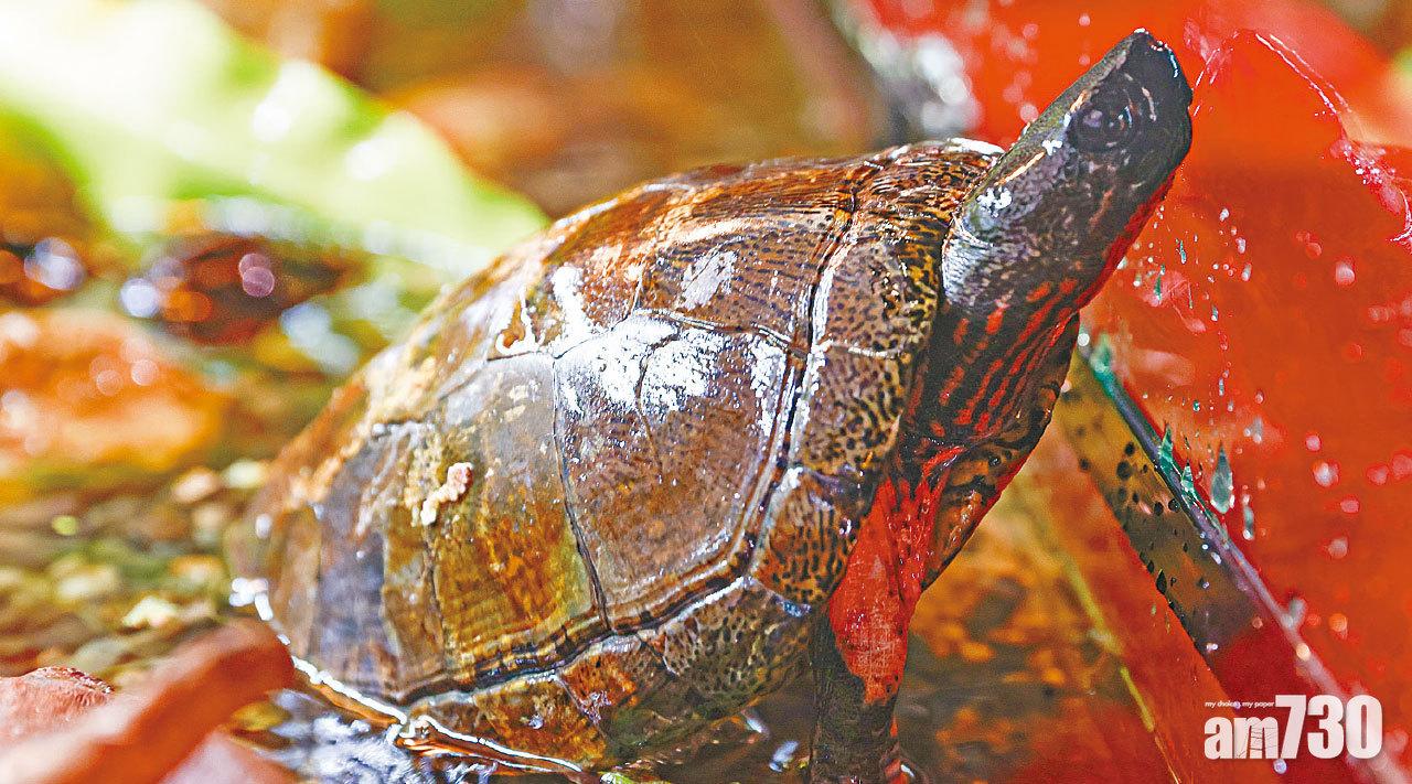 愛護環境 海洋公園辦本地瀕危動物保育日 全港不足百隻 眼斑水龜首現身