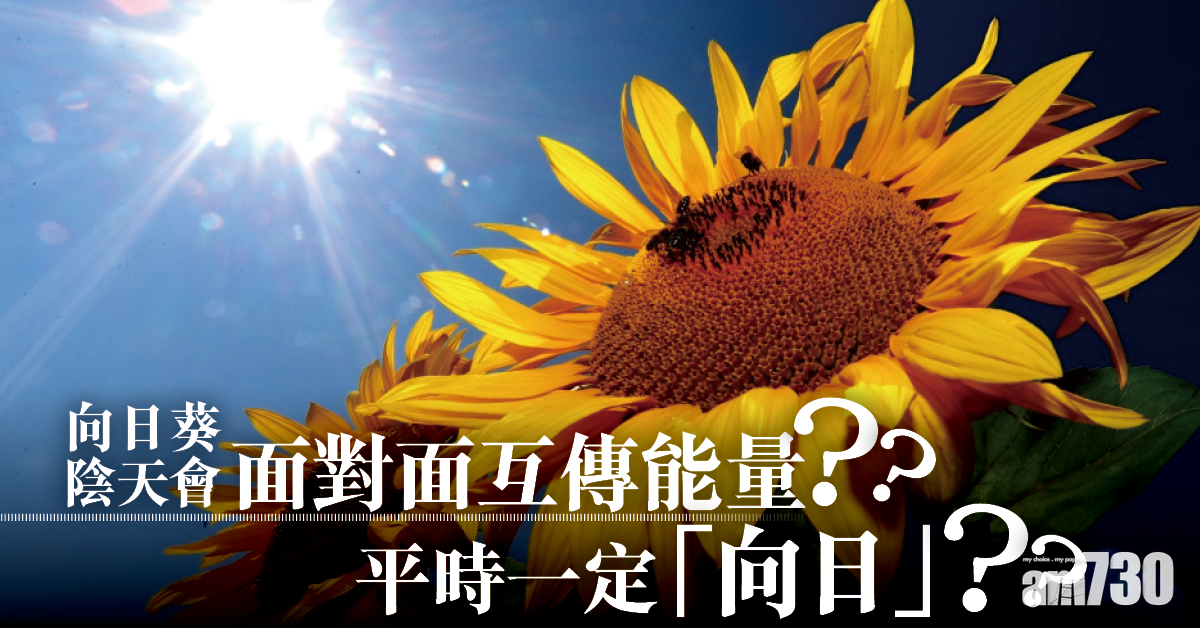 熱話Fact Check｜向日葵陰天會面對面互傳能量？ 平時一定「向日」？ (有片)