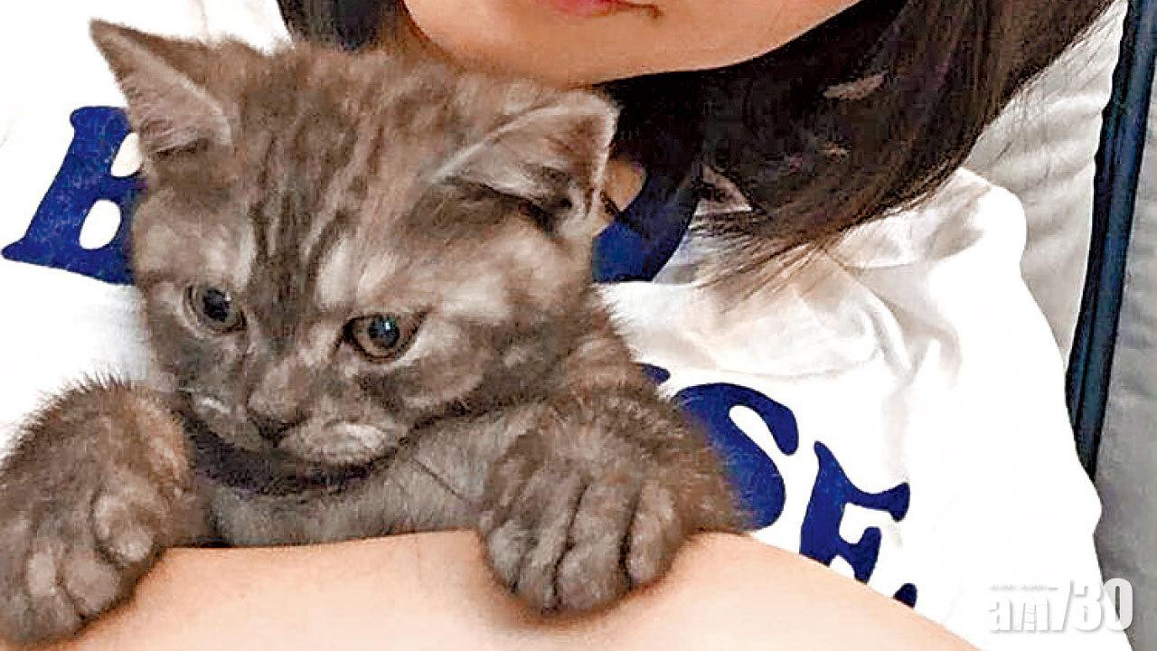 女神杜小喬有隻心靈伴侶貓