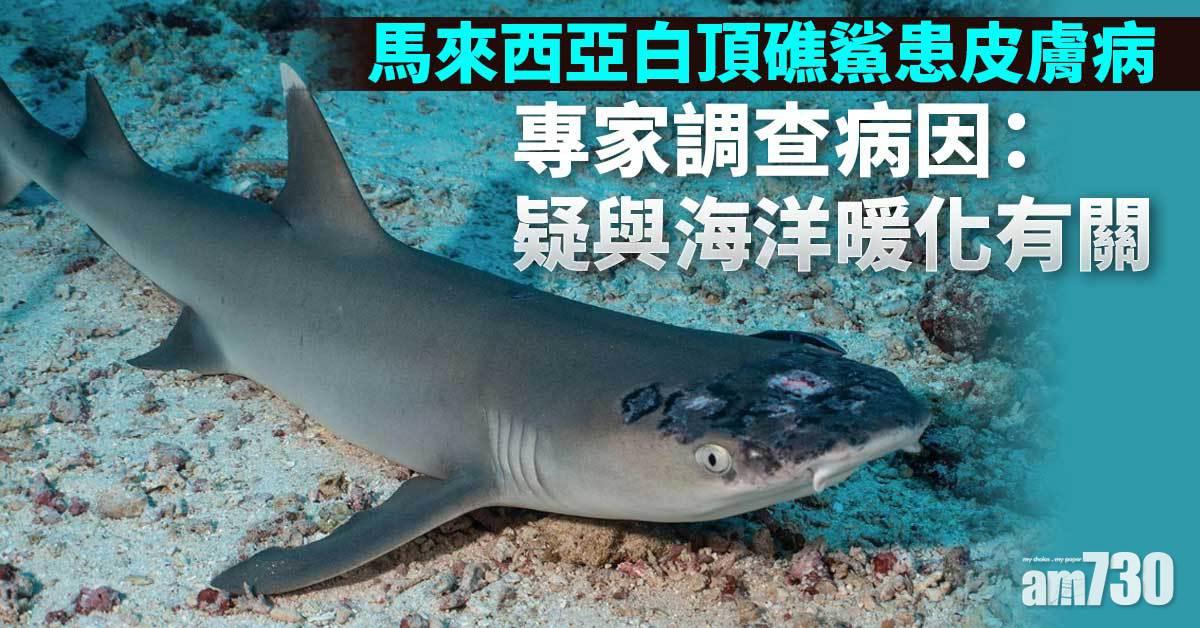 救救地球｜馬來西亞白頂礁鯊患皮膚病  專家調查病因：疑與海洋暖化有關