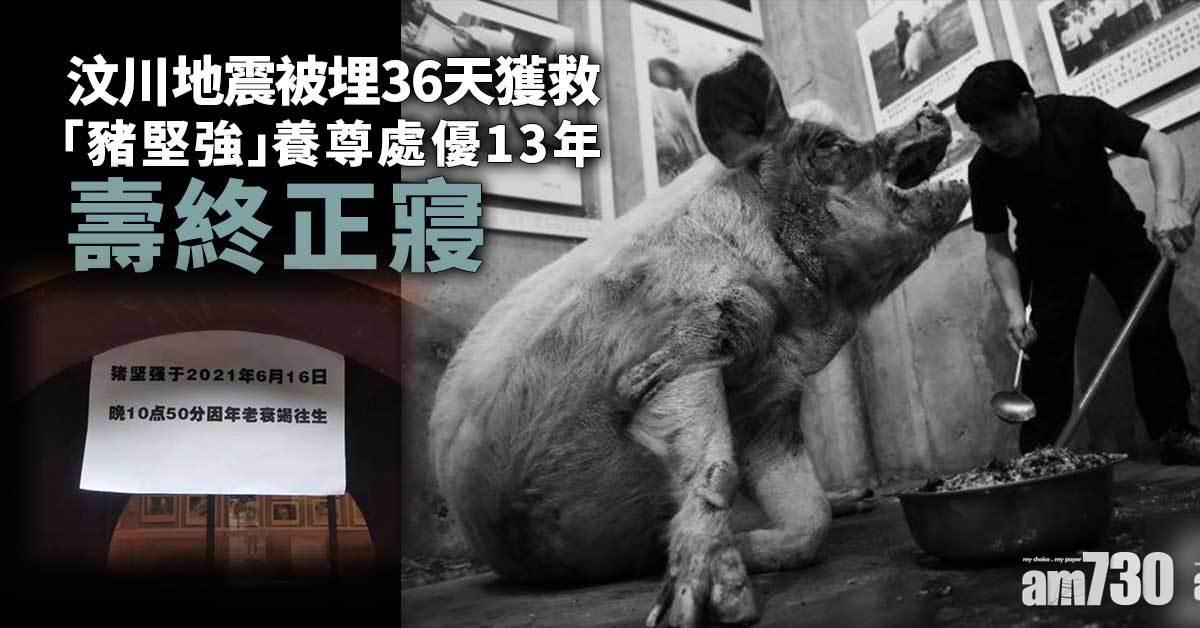 汶川地震被埋36天獲救 「豬堅強」養尊處優13年壽終正寢