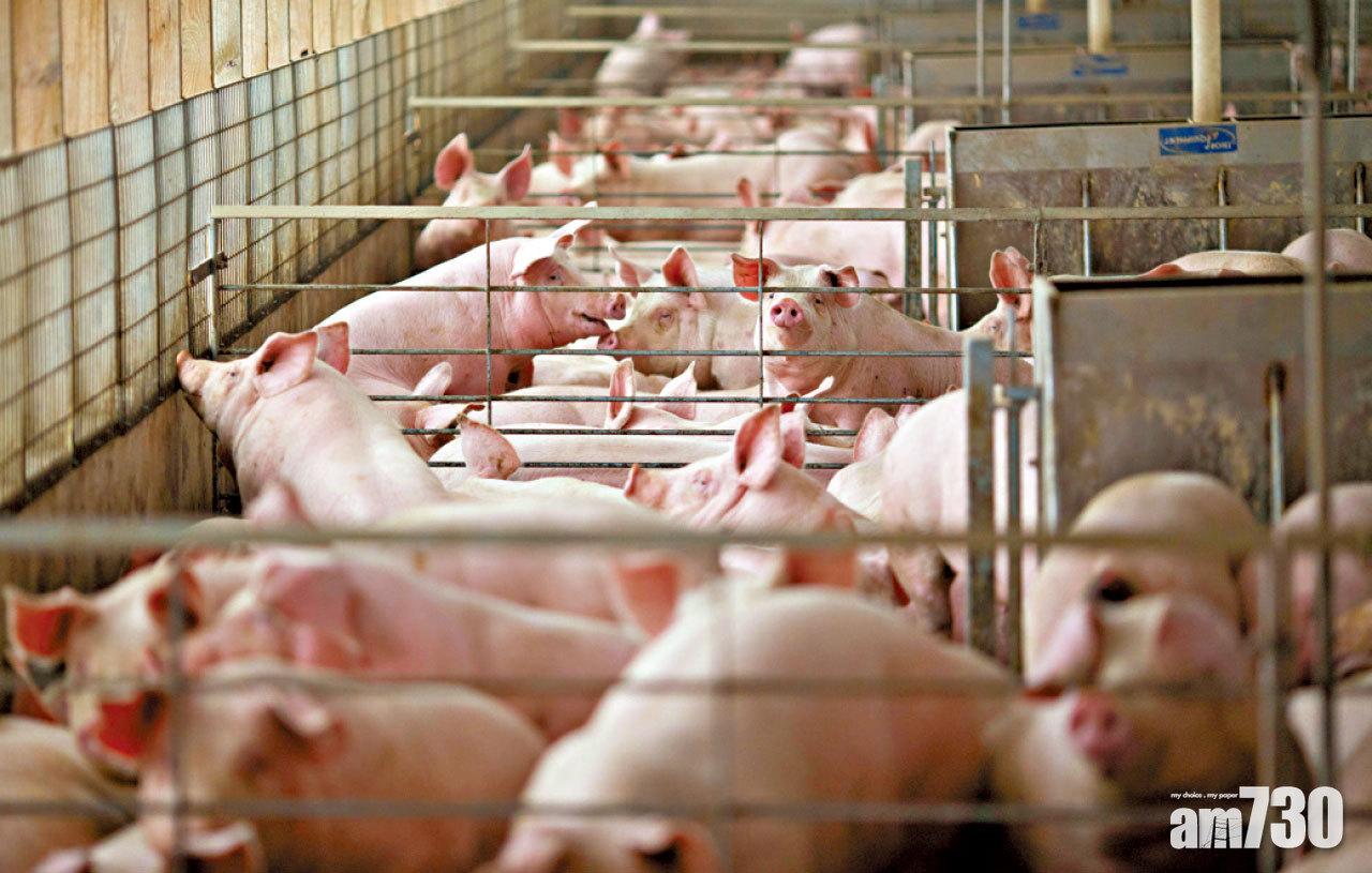 供過於求 生豬價格跌太急 國家發改委發三級預警