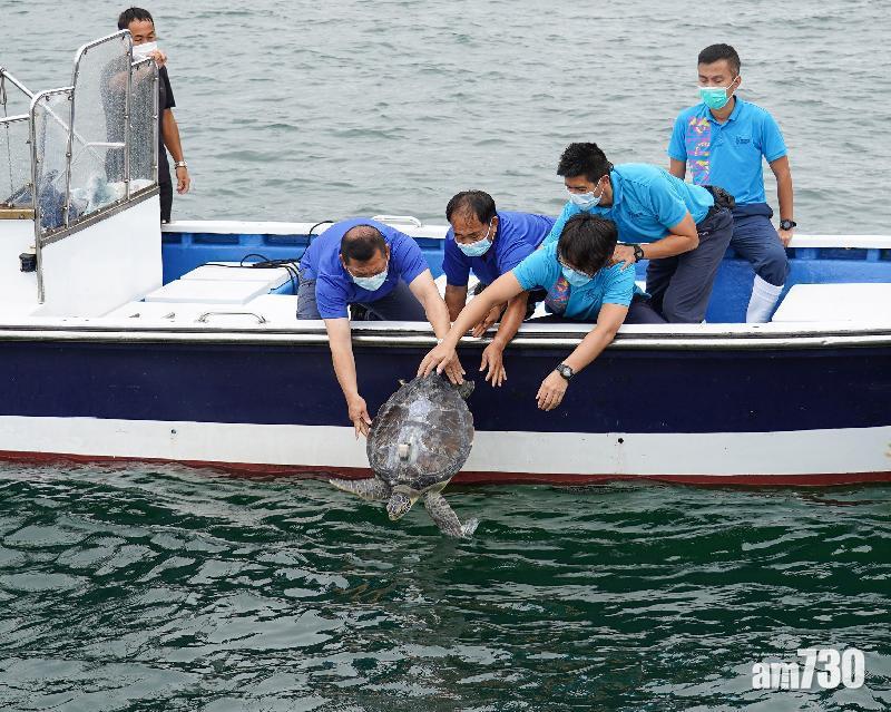 漁護署放生綠海龜　半年前嶼南水域獲救