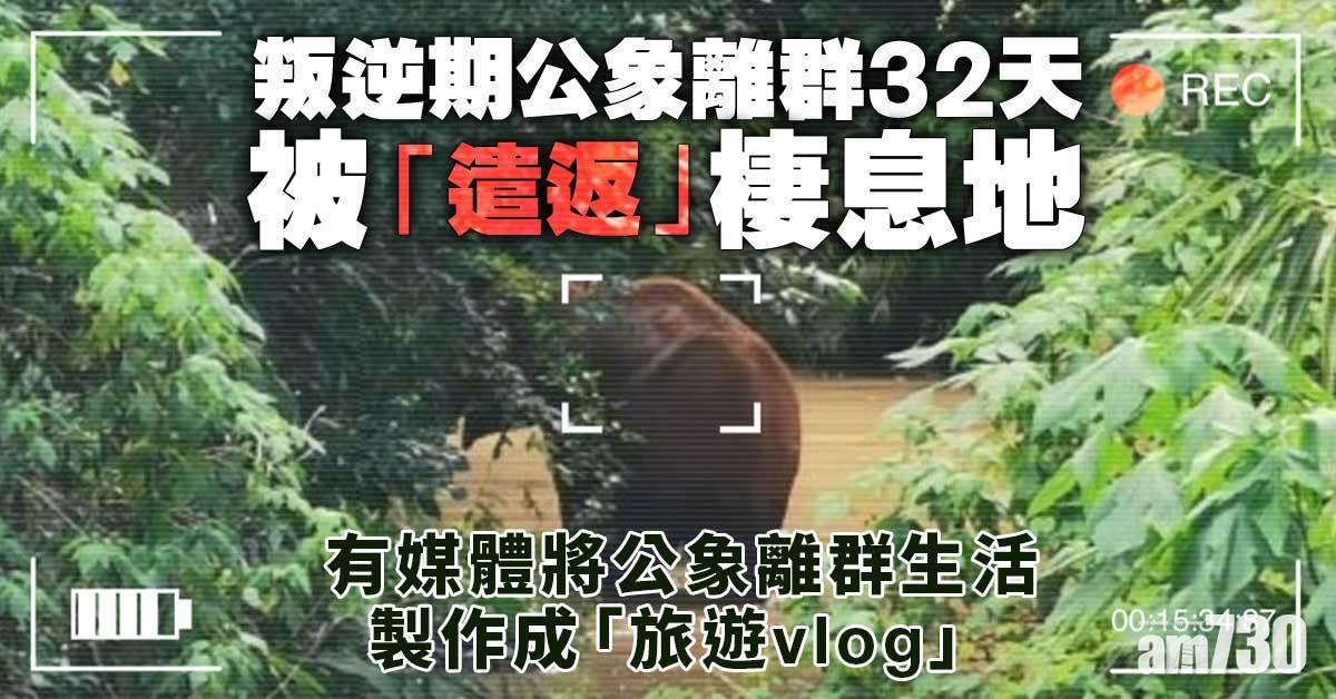 大象旅行團｜叛逆期公象離群32天 被「遣返」棲息地 
