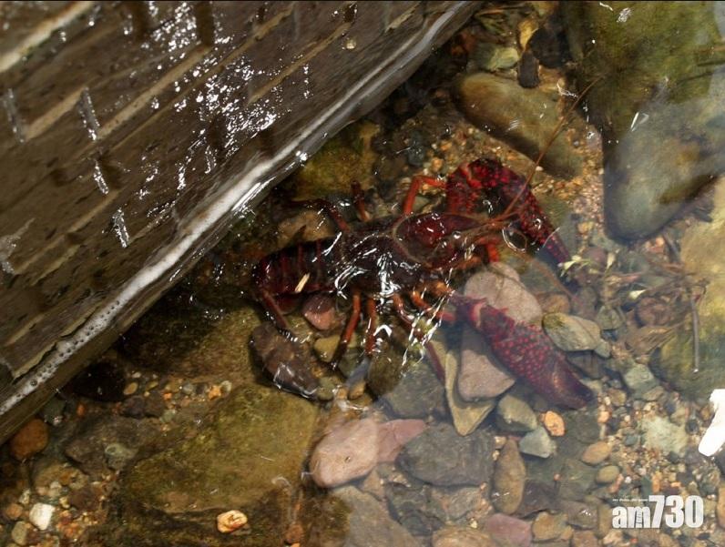 保護環境｜將被列特定外來物種  一文睇清小龍蝦如何破壞日本本土生態