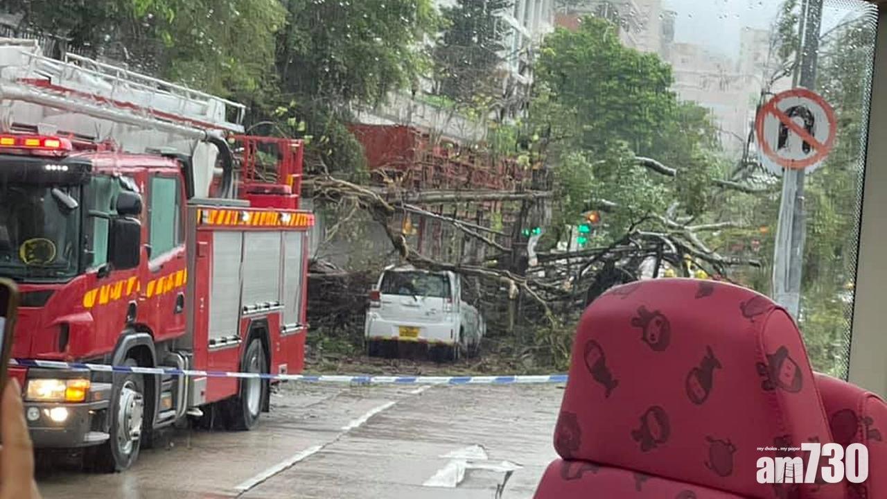 九龍塘塌樹｜大樹橫亙3條行車線　壓中私家車無人受傷