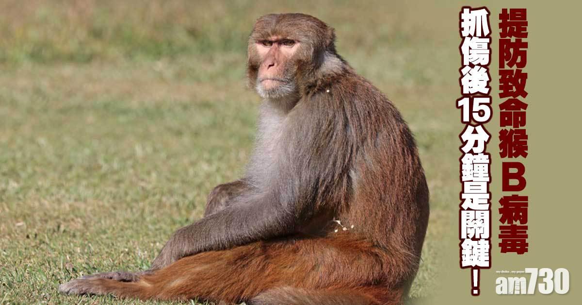 猴B病毒｜即時處理可保命