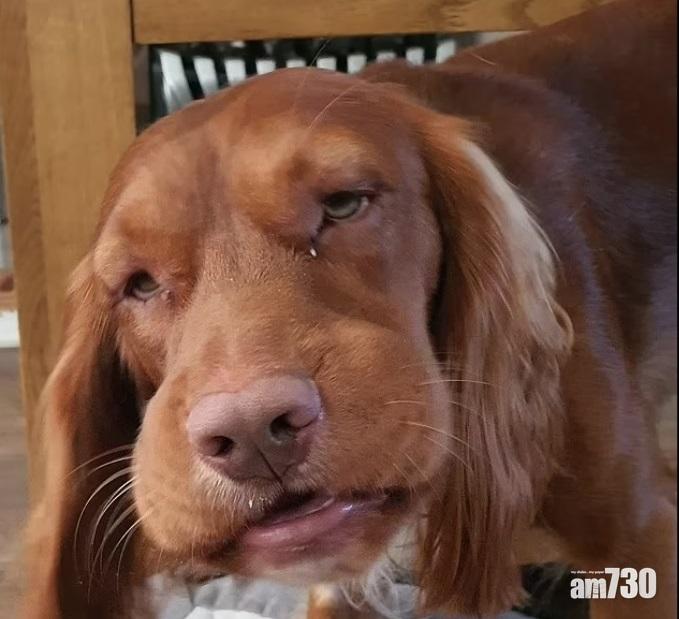 毛孩天地｜狗狗誤觸毒草  眼腫面腫過敏性休克險死