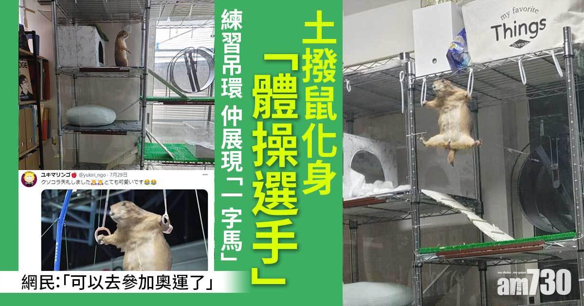 東奧熱潮｜日本土撥鼠化身體操選手玩吊環 網民讚姿勢標準實拎金牌