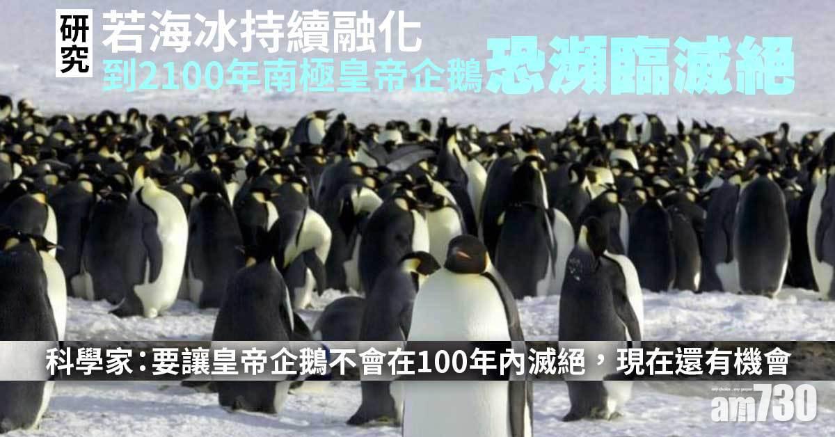 全球暖化｜研究：若海冰持續融化  到2100年南極皇帝企鵝恐瀕臨滅絕
