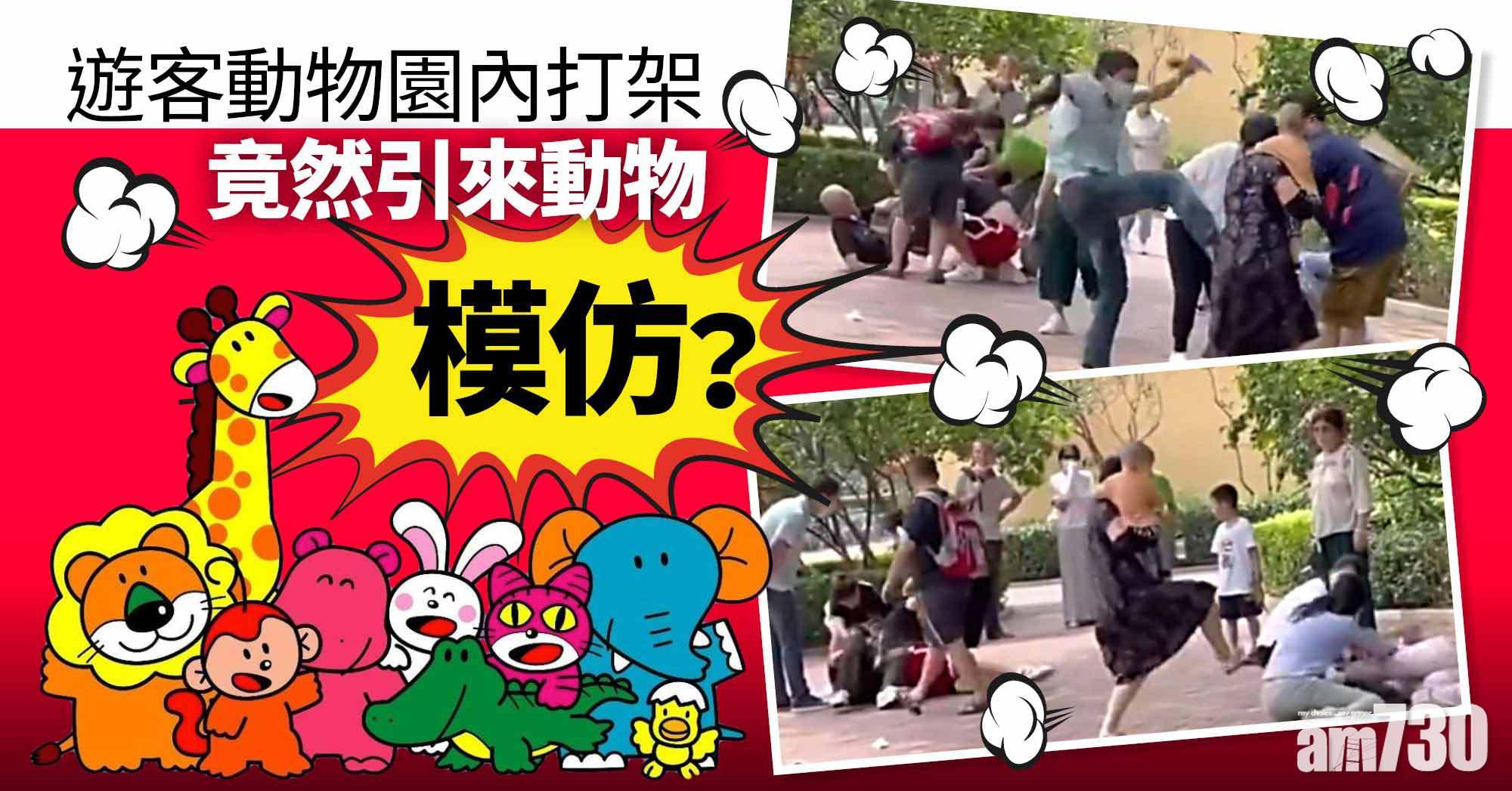 網上熱話｜遊客打架引動物模仿 動物園：場面一度失控