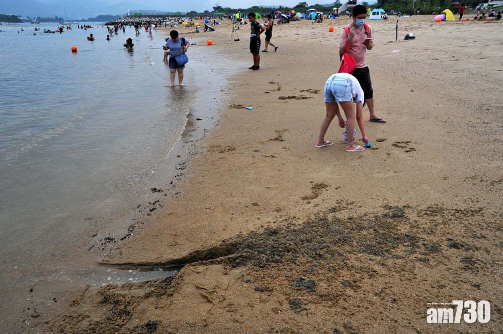 龍尾泳灘｜康文署未接獲市民被毒物刺傷報告