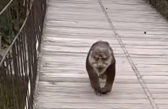 網上熱話｜猴子搶走遊客包包   網民︰兩個大男人不敵美猴王