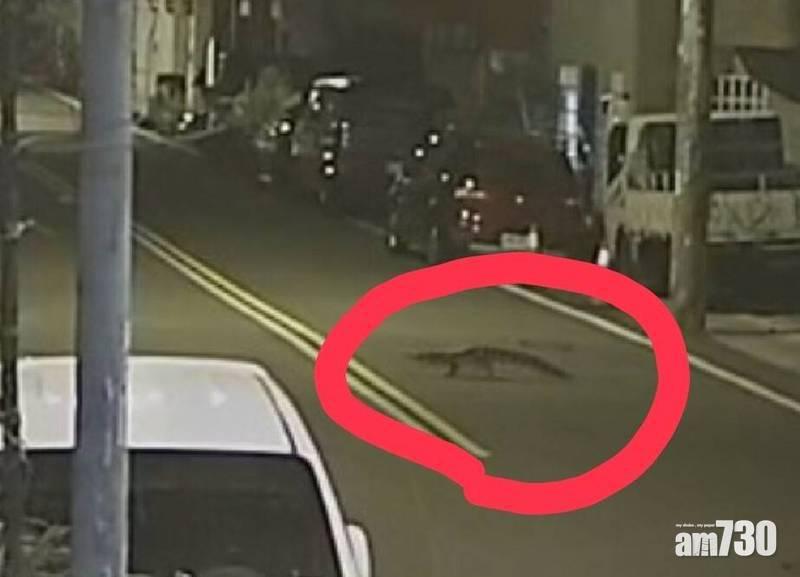 網上熱話｜新竹鱷魚離家出走 主人急尋稱「不會咬人」