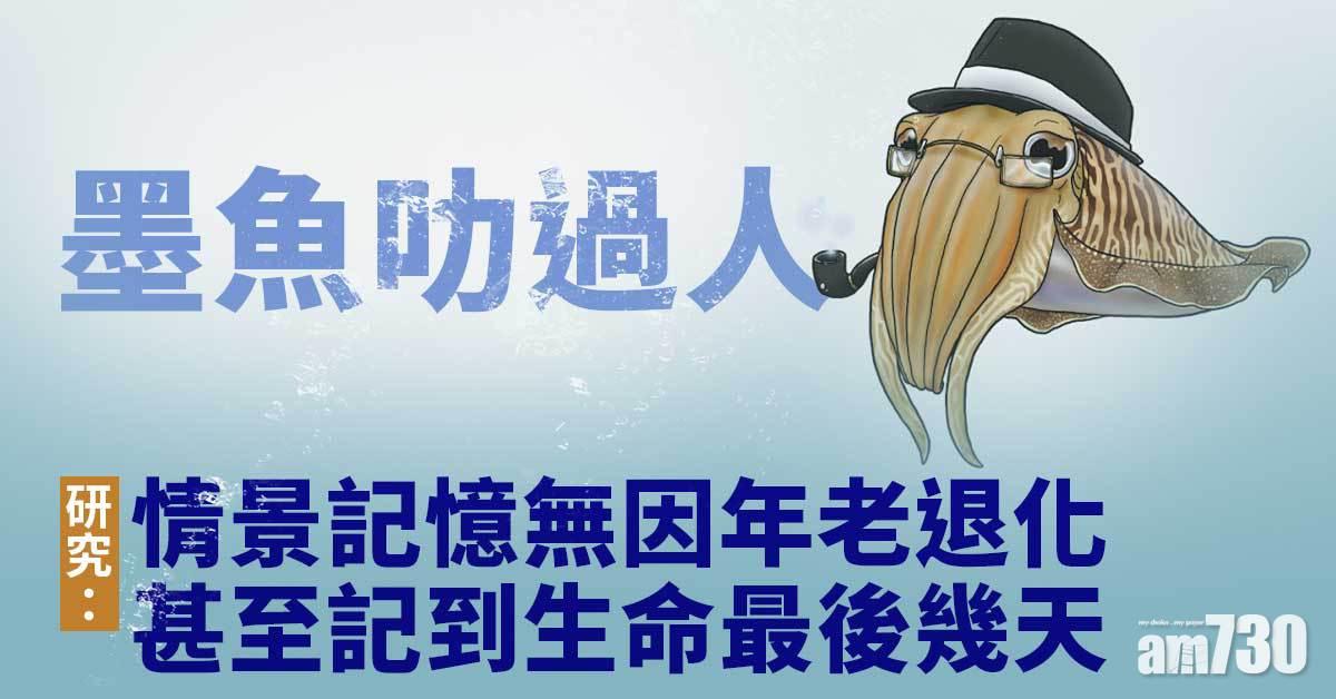 墨魚叻過人  研究：情景記憶無因年老退化