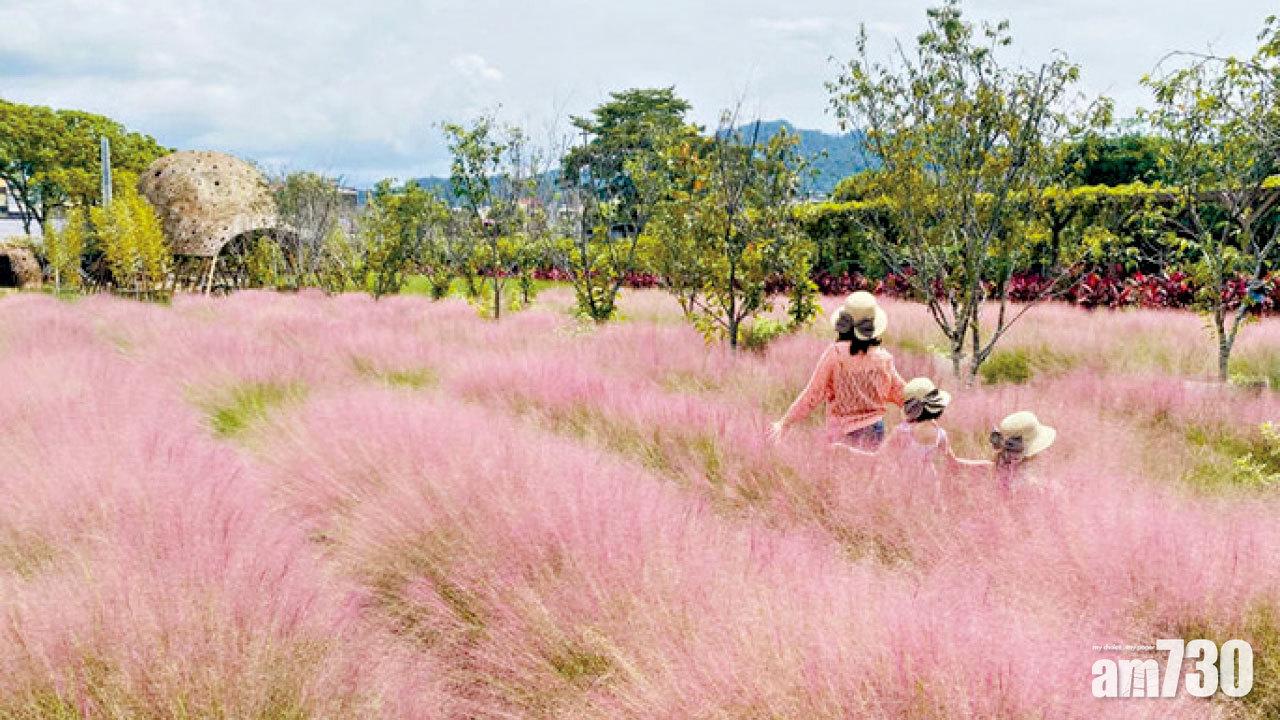 列雜草類有害生物 台灣剷除粉黛亂子草
