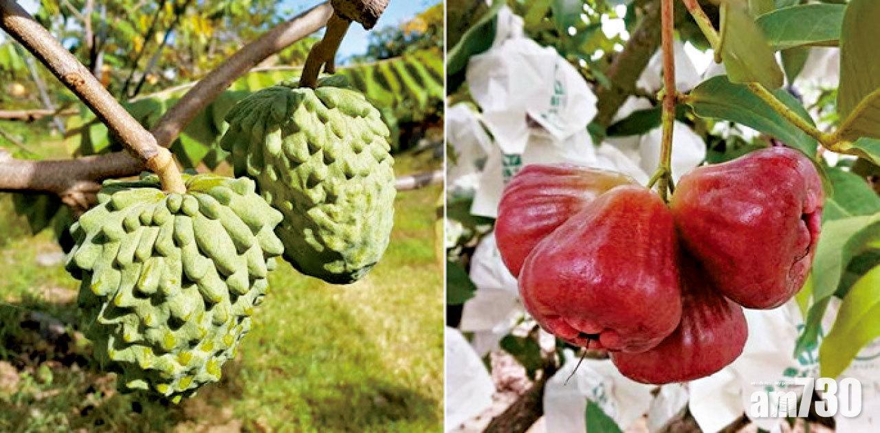 鳳梨餘波｜多次驗出有害生物介殼蟲 大陸禁台灣釋迦蓮霧進口