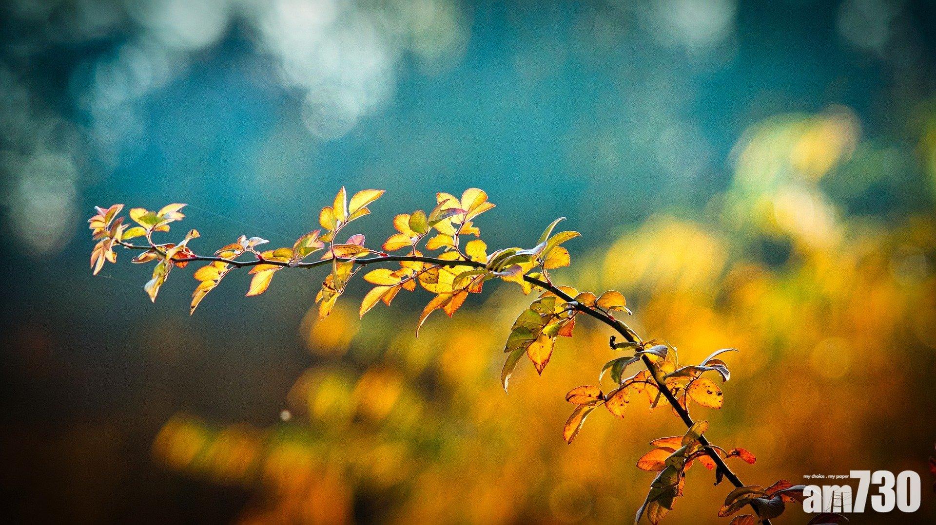 抗秋燥 教你2道簡單潤肺健脾食品