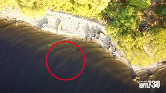 有片｜尼斯湖水怪重現被踢爆造假  片主靜雞雞將影片下架