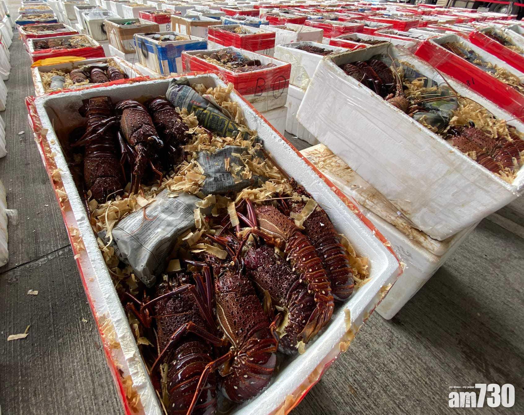 涉故意虛報漏報澳洲龍蝦進口量 海關拘7主腦