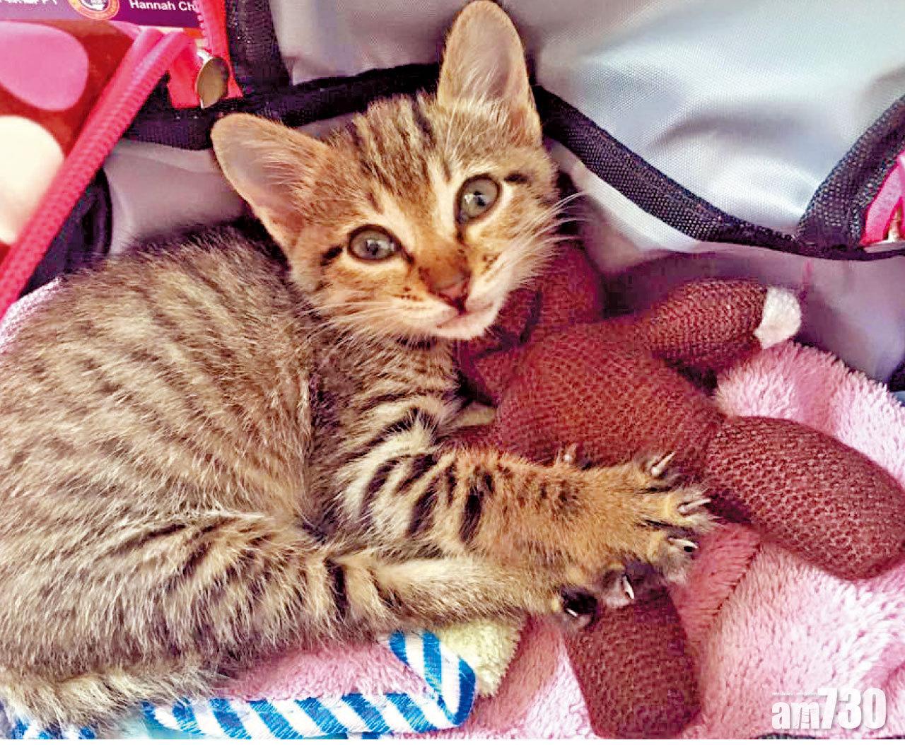 麥貝夷與麥麥送 最愛拍追遊戲