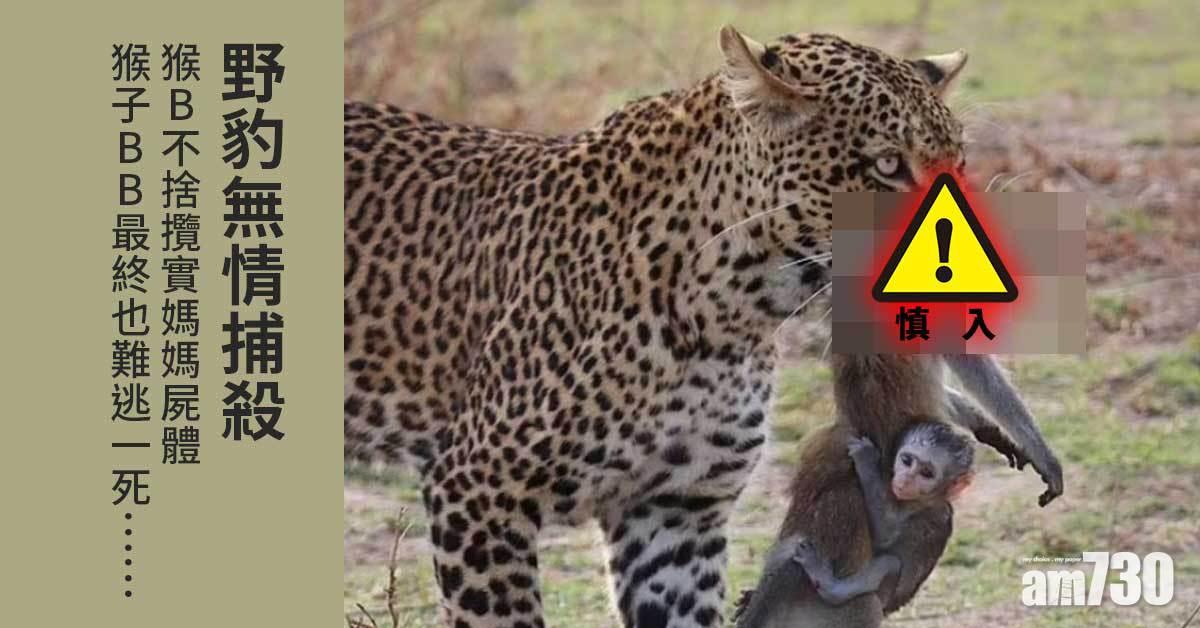 痛心｜野豹無情捕殺  猴B不捨攬實媽媽屍體