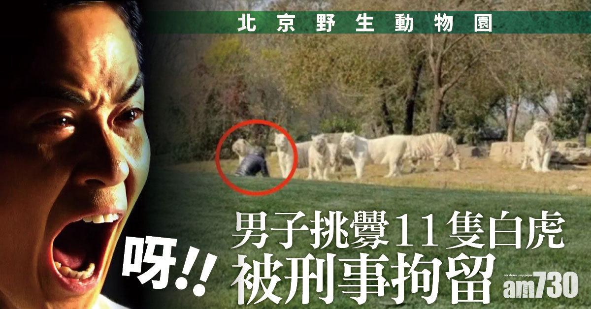 男子遊北京野生動物園 衝向11白虎蹲地怪叫