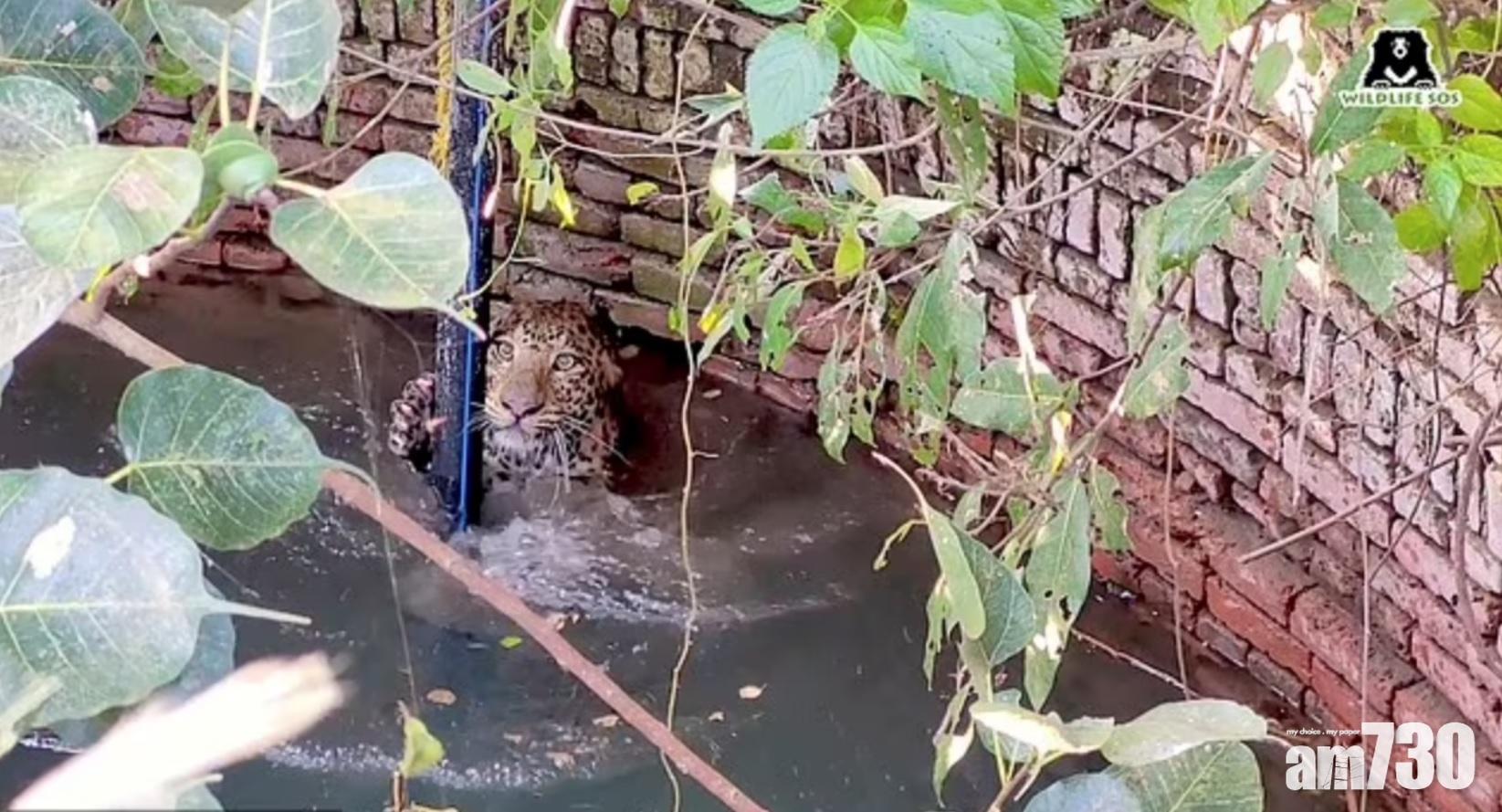 有片｜野豹墮井險浸死  農夫及時發現救佢一命