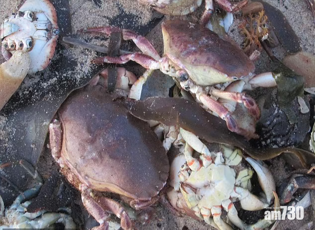 上千死海產離奇現英格蘭海灘 疑與污染有關